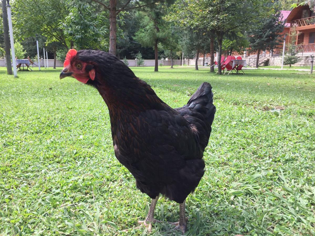 Agara Pansiyon Bostanci Dış mekan fotoğraf